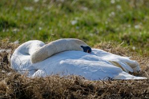 DSC_9836_25-04-12_163011