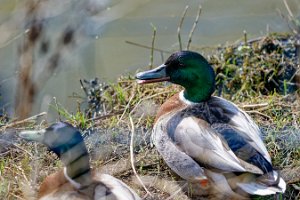 DSC_9841_25-04-12_163139