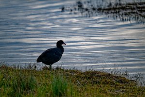 DSC_9939_25-04-12_164235