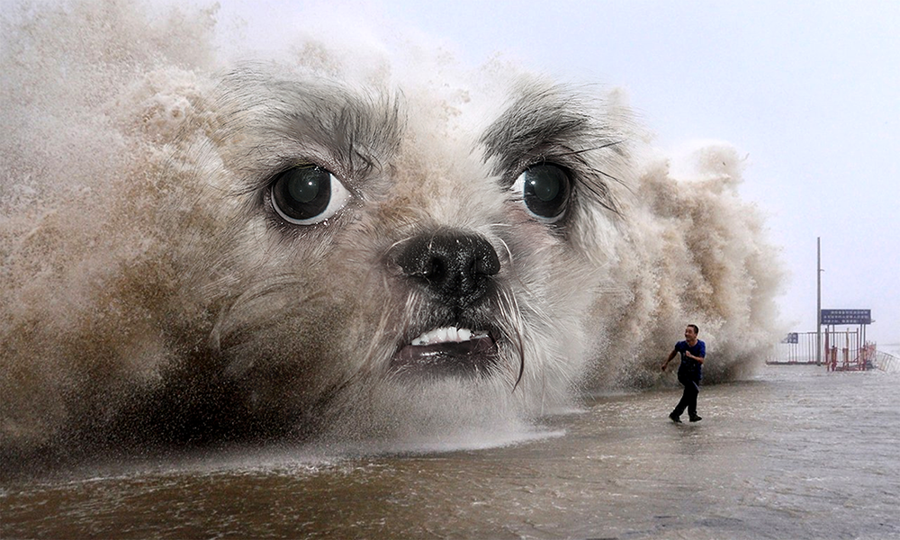 Lopvet-Chien_4.png