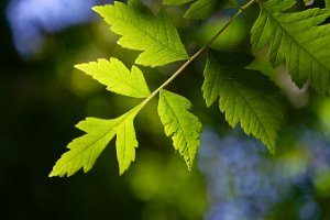 DSC_1046_25-05-11_124148